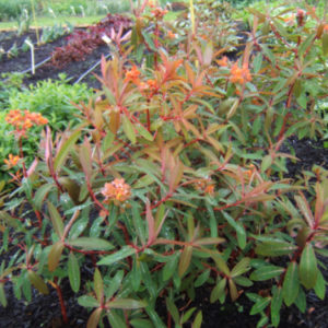 Euphorbia Griffithii Fireglow