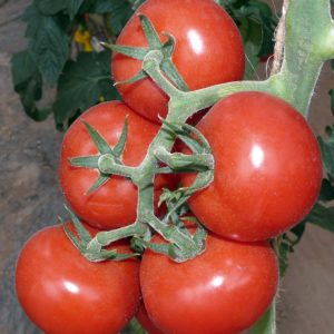 Tomaten in einer Traube