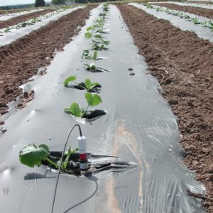 Tropfbewässerung unter Mulchfolie in Zucchini mit Tensiometer