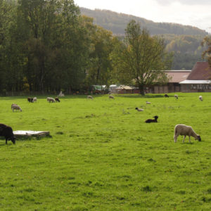 Weidende Schafe auf der hofnahen Fläche