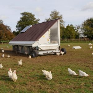 Ökologische Hühnerhaltung mit Hilfe eines Hühnermobils