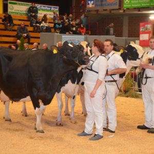 Erstklassige alte Kühe mit bis zu 105 000 kg Milch Lebensleistung wurden in Alsfeld gezeigt