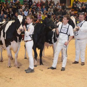 Erstklassige alte Kühe mit bis zu 105 000 kg Milch Lebensleistung wurden in Alsfeld gezeigt