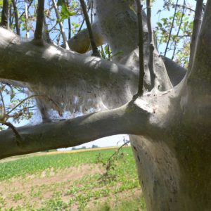 Streuobstbaum im Silberkleid
