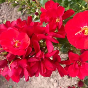 Jede ist eine besondere Ihrer Art. Am 12. Juni wird die rote Rose unter allen besonders geehrt. (Rose: Kesse Lippe)