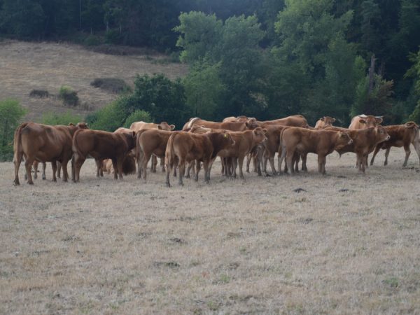 Limousin-Herde