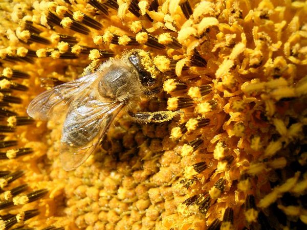 Sonneblume mit Biene