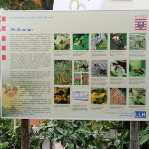 Anhand des Posters konnte die Gäste mehr über Wildbienen erfahren