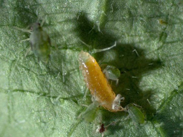 Gallmückenlarve (Aphidolethes aphidimyza)