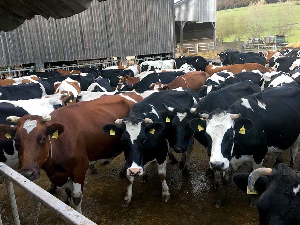 Horntragende Kühe im Laufstall – so geht's » Landesbetrieb Landwirtschaft  Hessen