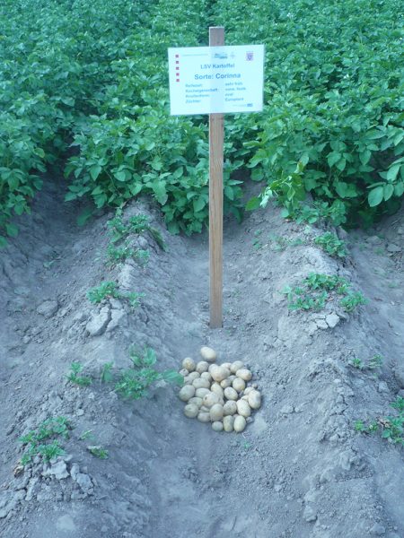 Kartoffel-Versuchsfeld, im Vordergrund einige Knollen, im Hintergrund noch intakte Pflanzen