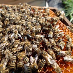 Es ist eine Nahaufnahme einer Bienenwabe mit einer Vielzahl vor Arbeiterinnen und der Bienenkönigin zu sehen. Auf den Bienen sitzen flach-ovale, braune Varroa-Milben.