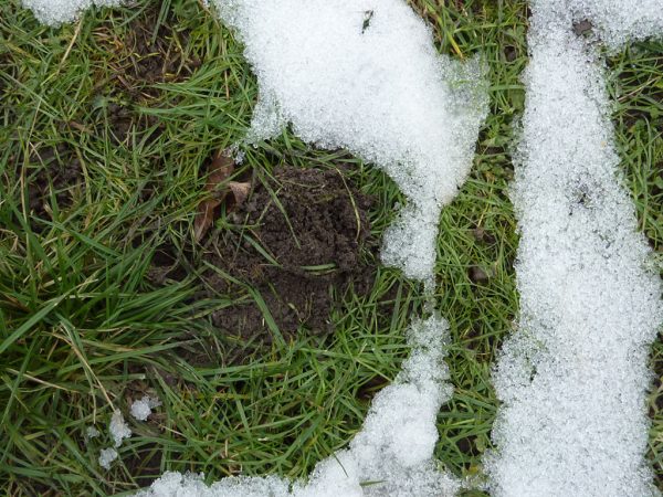 Wuhlmause Im Obstgarten Finden Und Fangen Landesbetrieb