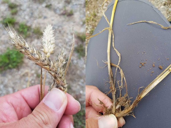 Abbildung 3: Bereits Anfang Juli 2019 zeigten sich auf einigen Weizenflächen vermehrt Schwärze Pilze<br />
an der unreifen Ähre und ein deutlicher Befall mit Fußkrankheiten.