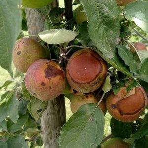 Hitzeschäden - Äpfel