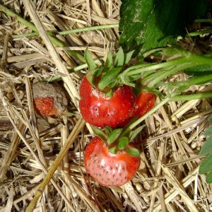 Hitzeschäden - Erdbeeren