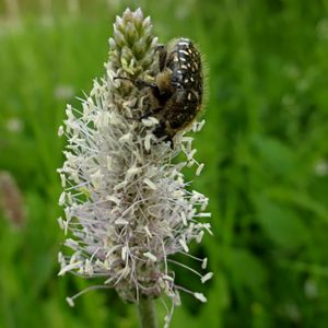 Wegerich-Arten bieten auch Pollennahrung für Käfer