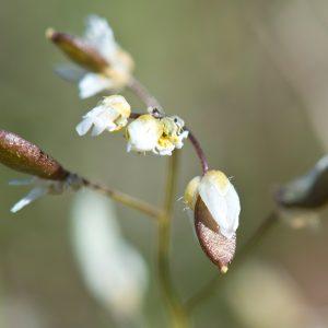 Hungerblümchen Blütenstand mit Samen