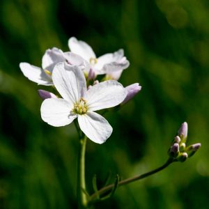 Wiesen-Schaumkraut (Cardamine pratensis): Blüte