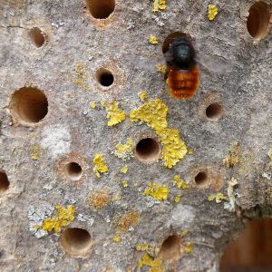 Gehörnte Mauerbienen besiedeln auch Holzlöcher