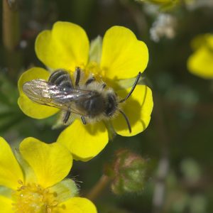 Frühlings-Fingerkraut, Blüte mit Biene