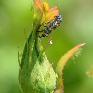Larve vom Siebenpunktmarienkäfer auf Blütenknospe einer Rose beim Säuberungsfraß