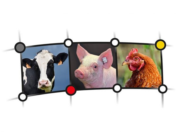 Key-Visual Netzwerk Fokus Tierwohl