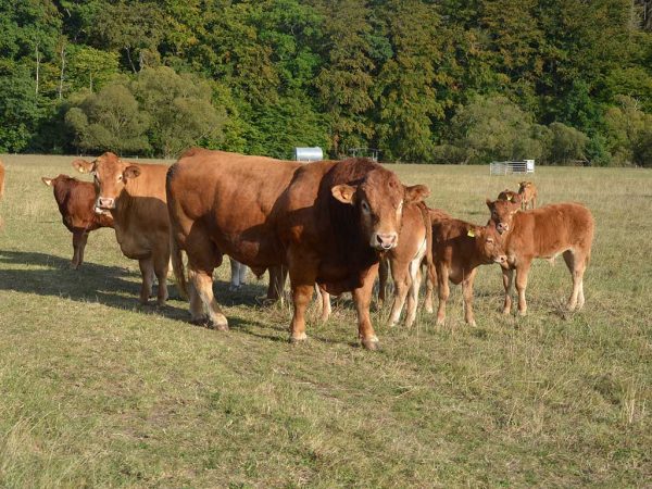 Die durchgezüchtete Qualität der Limousin-Herde war bei der Präsentation der Gruppen auf den Weiden gut zu erkennen