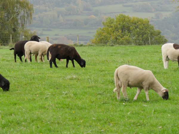 Unkupierte Schafe auf der Weide