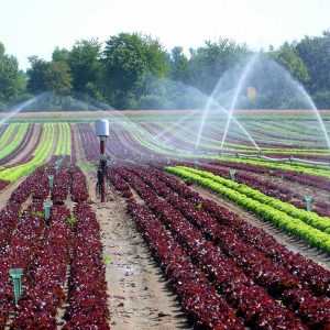Mehrere Sprenkelbewässerungsanlagen wässern ein Feld mit Salaten