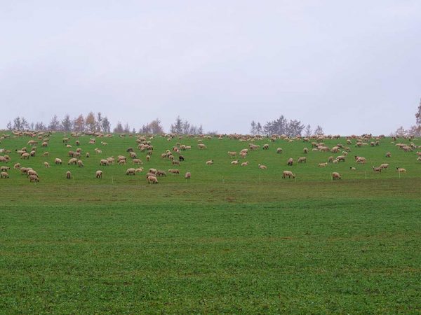 Schafe auf Ackerfutter zur Zwischenbeweidung