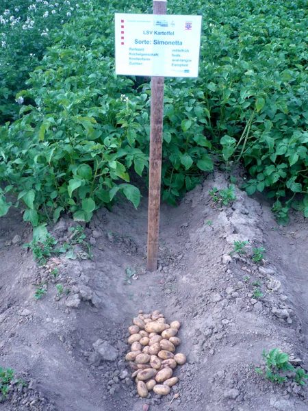 LSV: Öko-Kartoffeln, Sorte: Simonetta