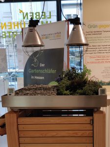 Mülltonnenbox aus Holz in der Ausstellung „Leben im blühenden Vorgarten“ im Umweltladen in Wiesbaden mit aufgebautem Modell. Oberhalb der Box sind die zwei Wärmelampen zu sehen.