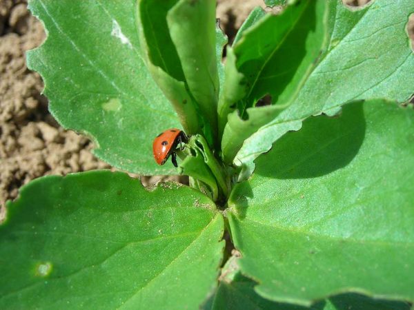 Marienkäfer, die die Ackerbohnenpflanzen absuchen, können ein Hinweis auf Läusebefall sein
