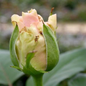 Schadbild des Kalifornischen Blütenthrips an Rosen