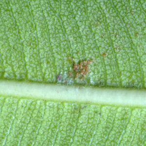 Schwarze Napfschildlaus – Saisettia olea – Schildlaus wurde vom Oleander-Blatt abgelöst, Blick auf die Stelle, wo Schildlaus sich befand