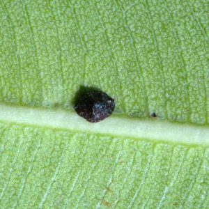 Schwarze Napfschildlaus – Saisettia olea – an Oleanderblatt, Blattunterseite