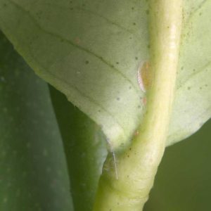 Schildläuse an Blattrippe, an Blattunterseite einer Zitrone im Winterquartier