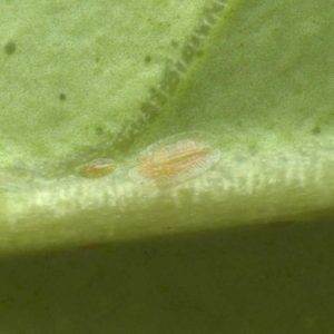 Abgestorbene Schildläuse, 9 Tage nach einer Ölbehandlung an einer Zitrone, Blattunterseite