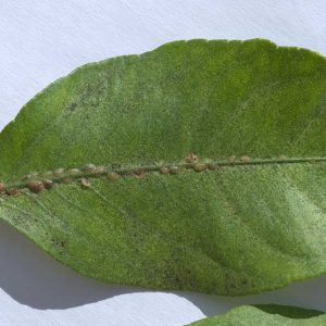 Schildläuse an Citrus-Blatt, älterer Schaden. Zusätzlich Rußtaupilze auf den Ausscheidungen der Läuse