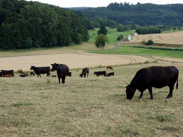 Rinder auf Weide