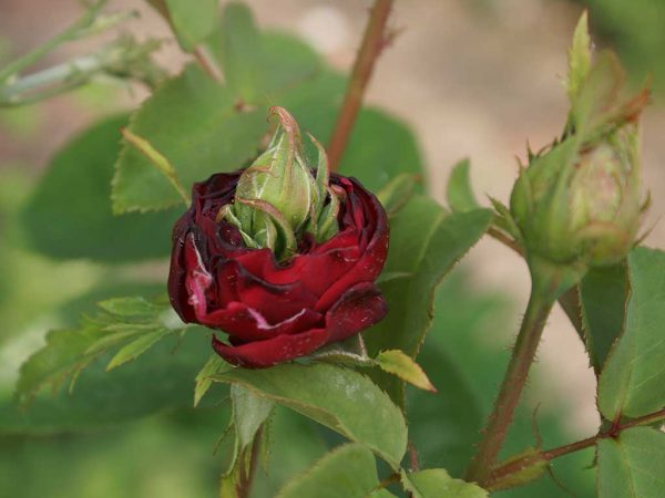 Bild 7: Prolifikation, Rose, durchgewachsene Blüte