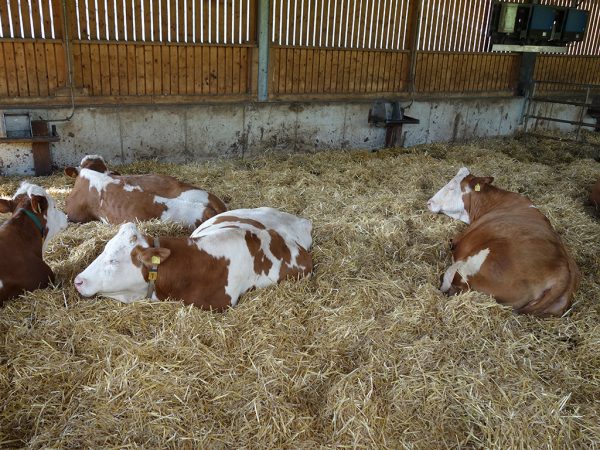 Vier Rinder liegen im weitläufigen Stall auf Stroh