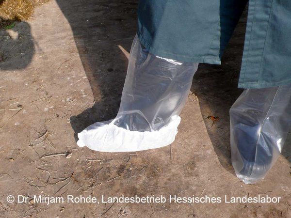 Sockentupferuntersuchung; Foto: Dr. Mirjam Rohde, Landesbetrieb Hessisches Landeslabor