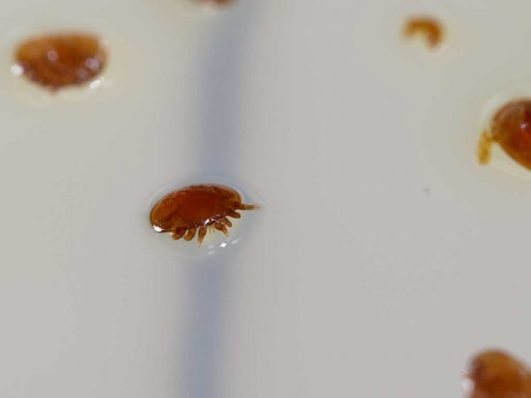 Varroamilben auf einem eingeölten Bodenschieber