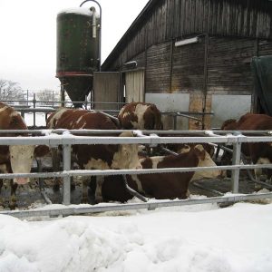 Milchkühe in Liegeboxen