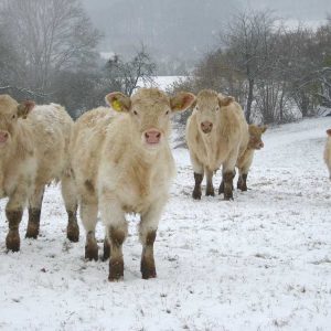 Fleischrinder auf einer verschneiten Weide