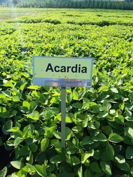 Sojabohnensorte Acardia