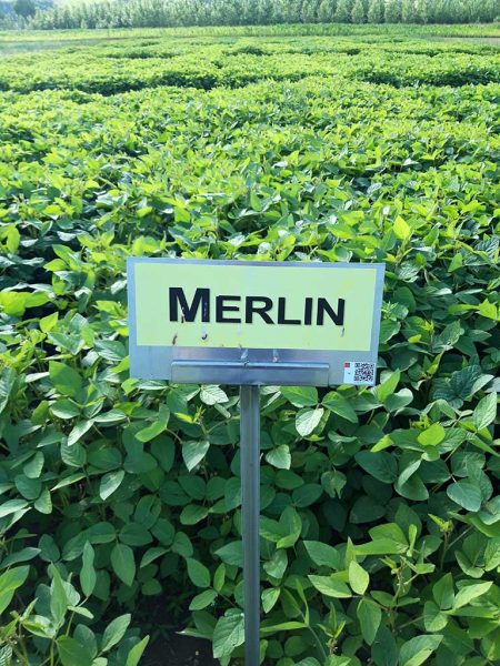 Sojabohnensorte Merlin