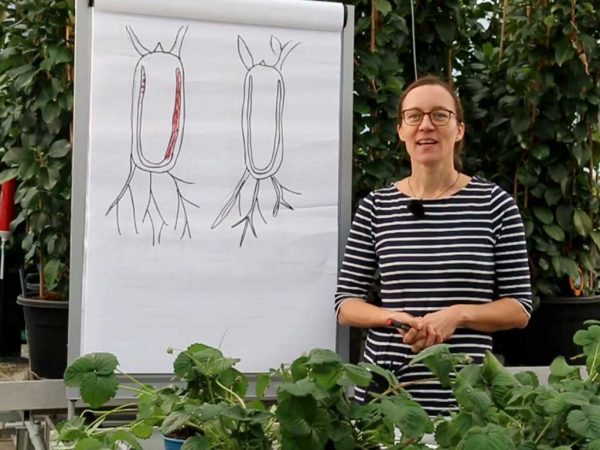 Katrin Hetebrügge vom Beratungsteam Gartenbau bei einem Vortrag zu bodenbürtigen Krankheiten bei Erdbeeren